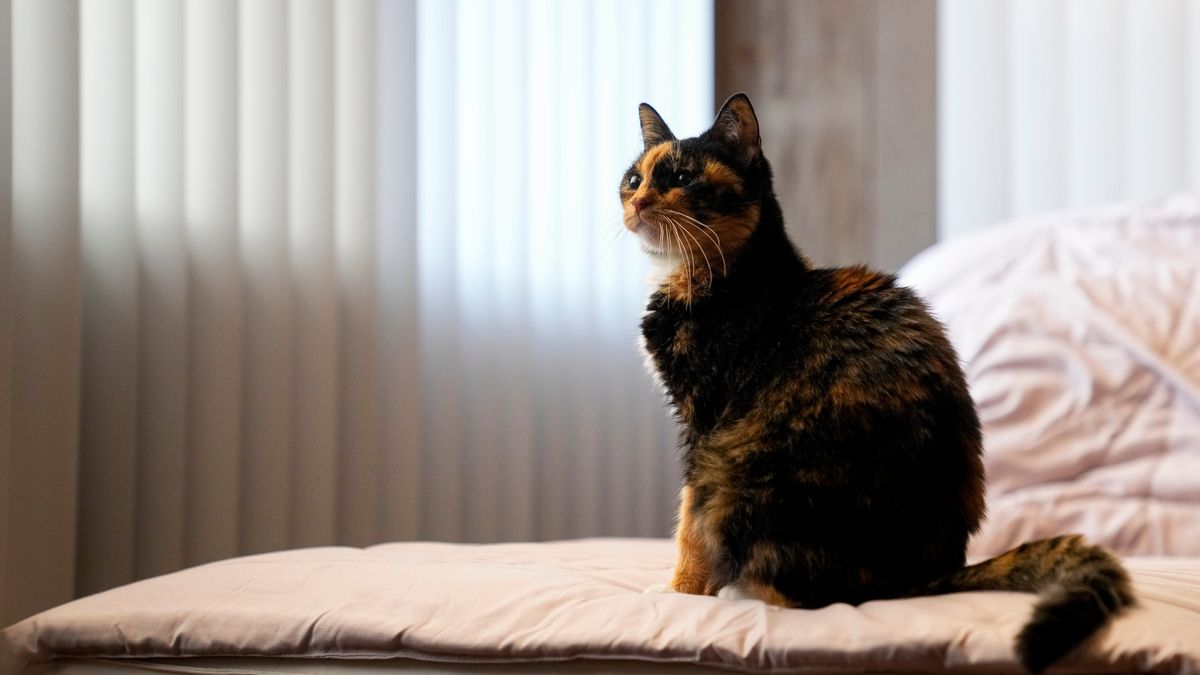 AP Criticized for Prioritizing Pet Carbon Footprint Over Real News