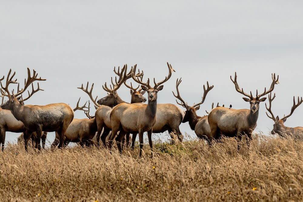 The $114 Million Butterfly Bridge That Never Crossed: California’s Wildlife Project Fails After Four Years of Overruns and Promises