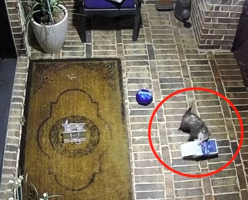 Cheeky Possum Takes Unlikely Shelter Among Airport Toys