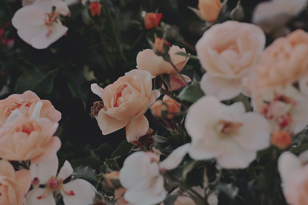 Shreveport Tragedy: Eight Children Killed in Domestic Violence Shooting as Community Confronts Descent into Chaos